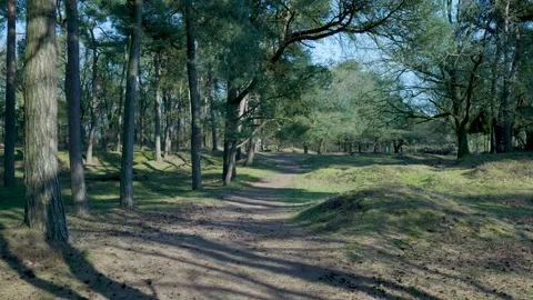 Camera moving slowly through a sunlit pine forest path 库存影片 335027151
