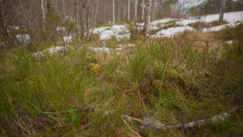 Camera moving slowly towards some grass and moss in the forest with a lot of Stock-Footage 332952764