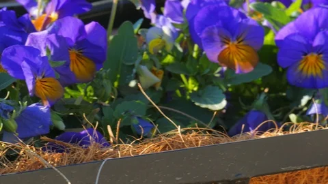 Camera moving to small yellow and blue pansies 動画素材 103113580