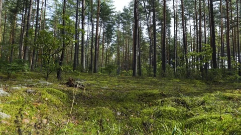 Camera moving, spinning low angle shot through lush pristine pine forest showing Stock Footage 94915817