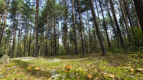 Camera moving, spinning low angle shot through lush pristine pine forest showing Stock-Footage 94917470