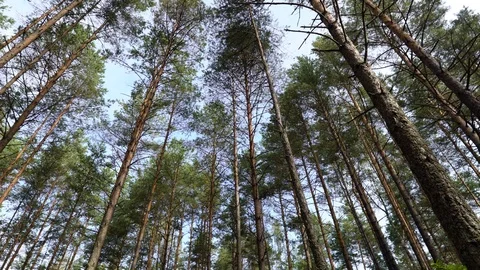 Camera moving, spinning low angle shot through lush pristine pine forest showing Stock Footage 94919031
