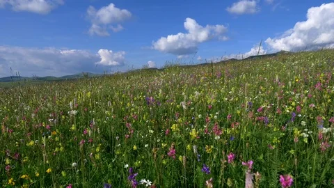 Camera moving through alpine meadow with colorful flowers Stock Footage 77112974