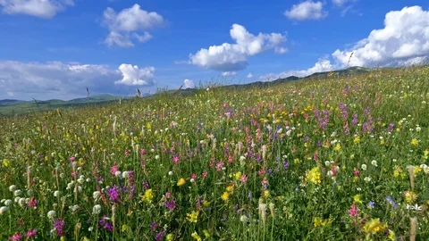 Camera moving through alpine meadow with colorful flowers. Stock Footage 93867493