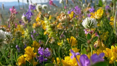 Camera moving through alpine meadow with colorful flowers . Fresh flowering Stock-Footage 112070613