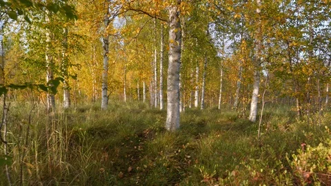 Camera moving through autumn birch forest in Finland. Autumn concept. Walking on Stock Footage 117361806