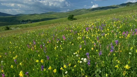 Camera moving through beautiful alpine landscape with fresh green meadows and Stock Footage 94728447