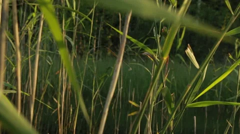 Camera moving through bed of reeds Stock Footage 52776094