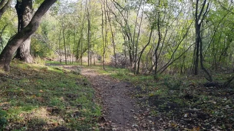 Camera moving through bright green forest with sunlight and shadows Stock Footage 320387230