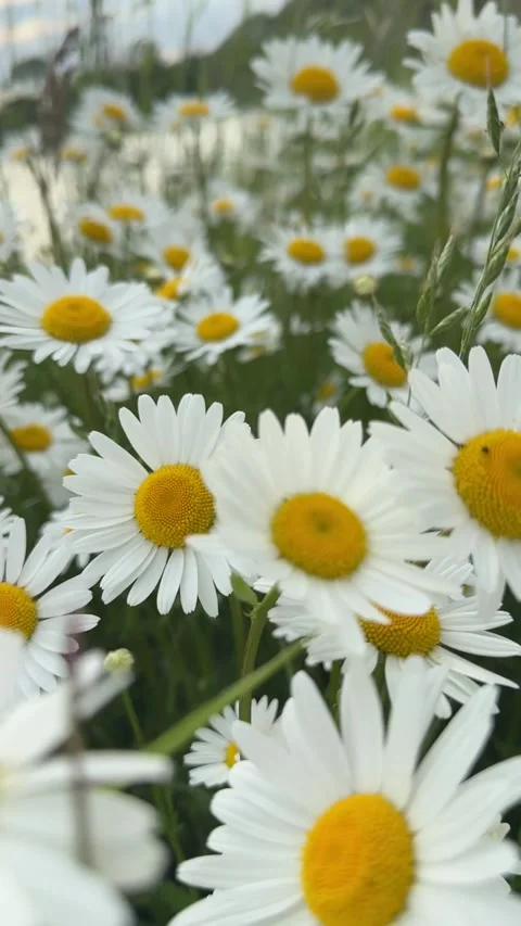 Camera moving through chamomile field, soft light, serene beauty Stock Footage 310116786