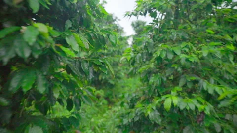 Camera moving through coffee trees in Colombia, slow motion Stock Footage 317507100