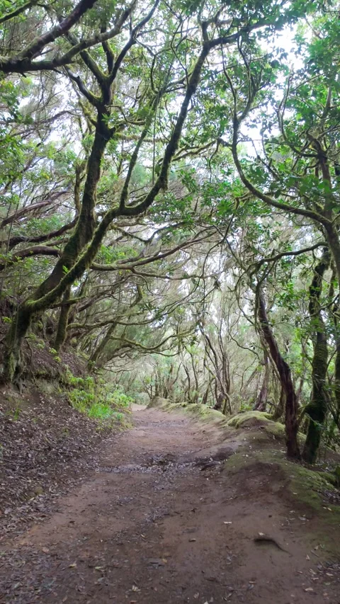 Camera moving through enchanted forest path Stock Footage 294287989