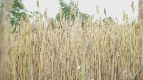 Camera moving through field of wheat Stock Footage 114387352