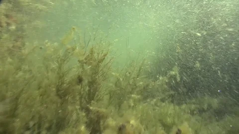 Camera moving through floating green grass underwater  Stock Footage 83117204