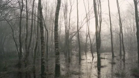 Camera moving through flooded forest at sunrise Stock Footage 293082778