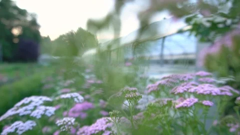 Camera Moving Through Flower Field And Pushing Away Flowers - Slow Motion Stock Footage 96858396