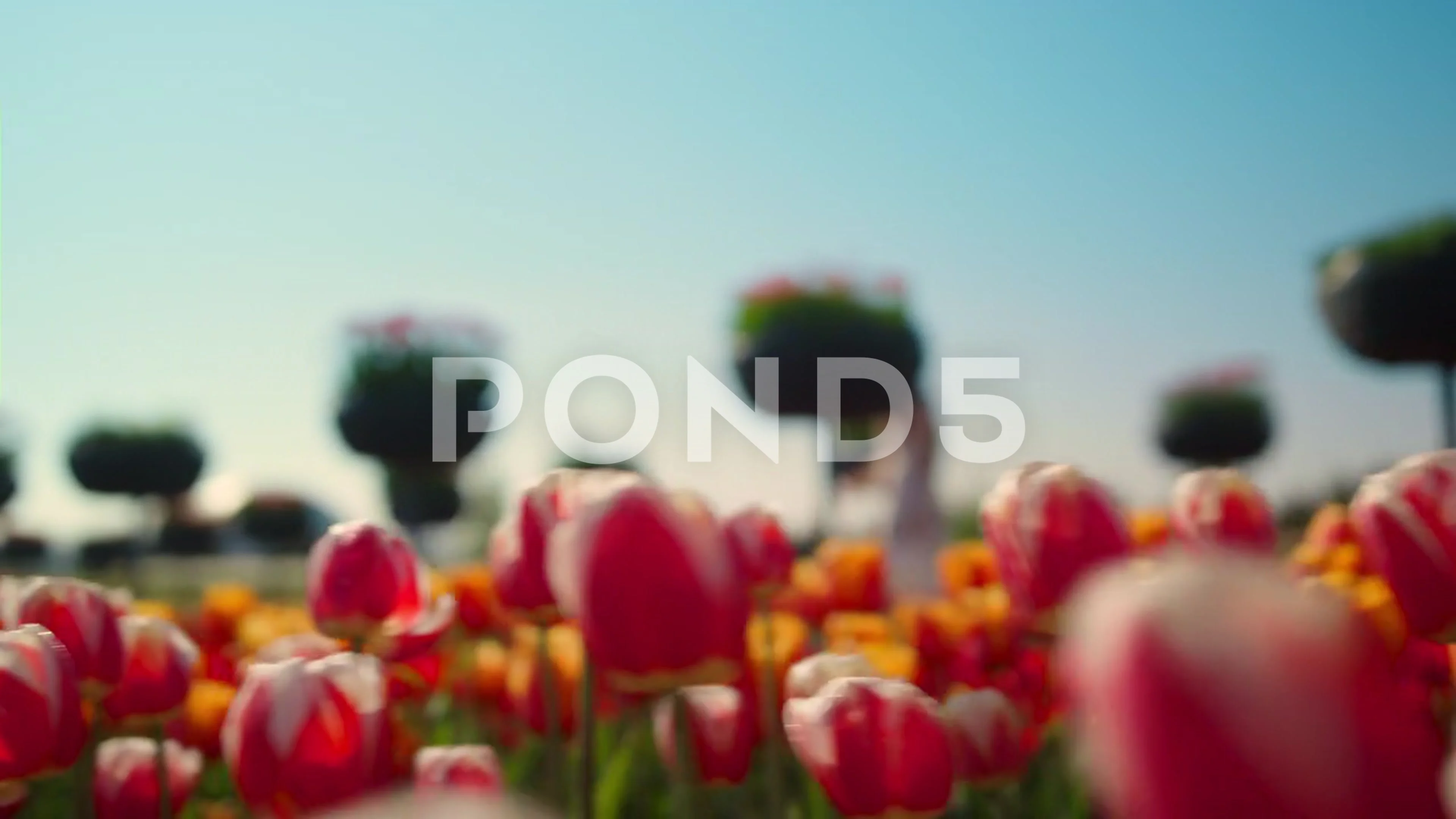 Camera moving through flower garden unde... | Stock Video | Pond5