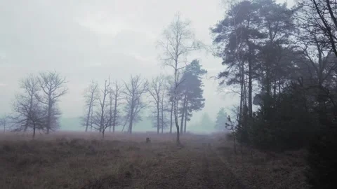 Camera moving through foggy forest landscape Stock Footage 292924487