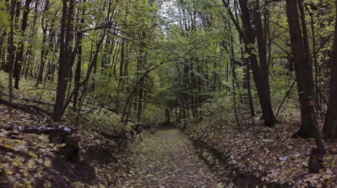Camera moving through forest Stock Footage 60401931