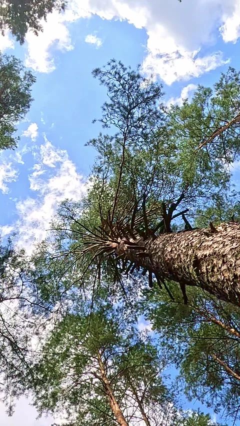 Camera moving through forest under tall pine trees toward sky Stock Footage 321373285