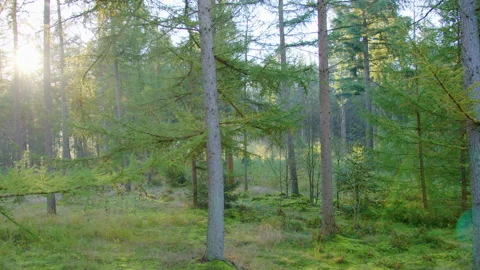 Camera moving through forrest sun rays Stock Footage 189439860