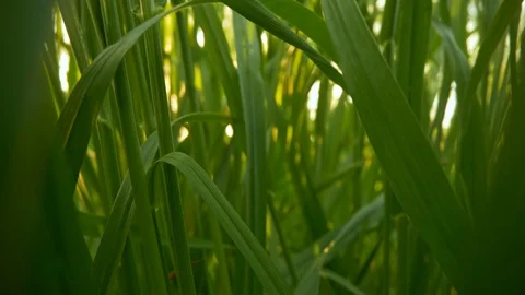 Camera moving through fresh green grass in sunrise lights. Inside grass slider Stock-Footage 129495135