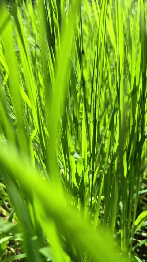 Camera Moving Through Fresh Green Grass Blades. Vertical Video Stock Footage 307504479