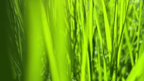 Camera Moving Through Fresh Green Grass Blades Stock Footage 307504494