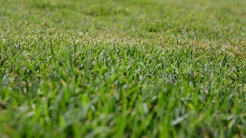 Camera moving through fresh spring green grass. Morning dew. Blurred Background Stock Footage 129051756