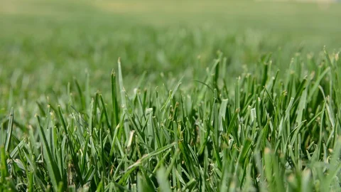 Camera moving through fresh spring green grass. Morning dew. Blurred Background Видео 129051774