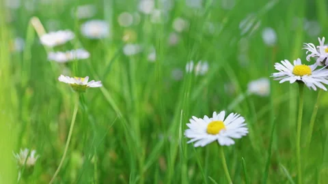 Camera moving through grass full of daisies. Stock Footage 290407909