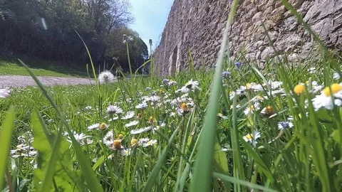 Camera moving through grass with lens flare Stock Footage 108007890