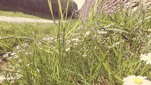 Camera moving through grass with lens flare Stock Footage 108008680