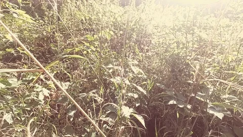 Camera moving through grass with lens flare, slow-motion, environmental footage Stock Footage 114851529