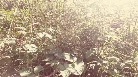 Camera moving through grass with lens flare, slow-motion, environmental footage Stock Footage 114851889