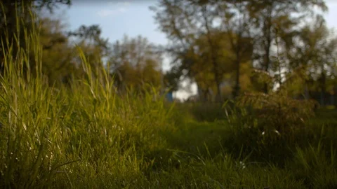 Camera moving through the grass, view of the park Stock Footage 121965726