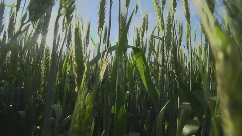 Camera moving through green field of wheat an summer sunny day. Stock Footage 116814821