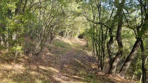 Camera moving through green forest tunnel with sunlight and shadows Stock Footage 320387231