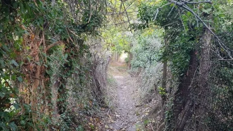 Camera moving through green forest path with trees and sunlight Stock Footage 320387236