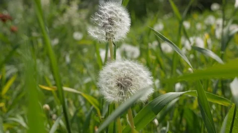 Camera moving through green grass and dandelions Stock Footage 75443614