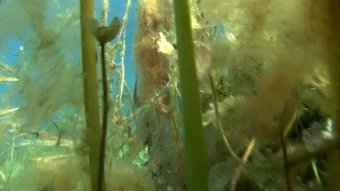 Camera moving through green grass underwater in fresh water pond  Stock Footage 83116610