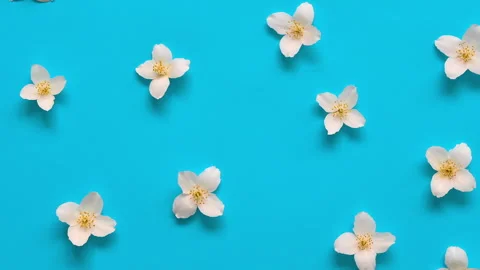 Camera moving through Jasmine flowers pattern. Top view flat lay video flower Stock Footage 269974140