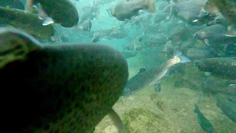 Camera moving through large shoal of trout in fish pond Stock Footage 270501764