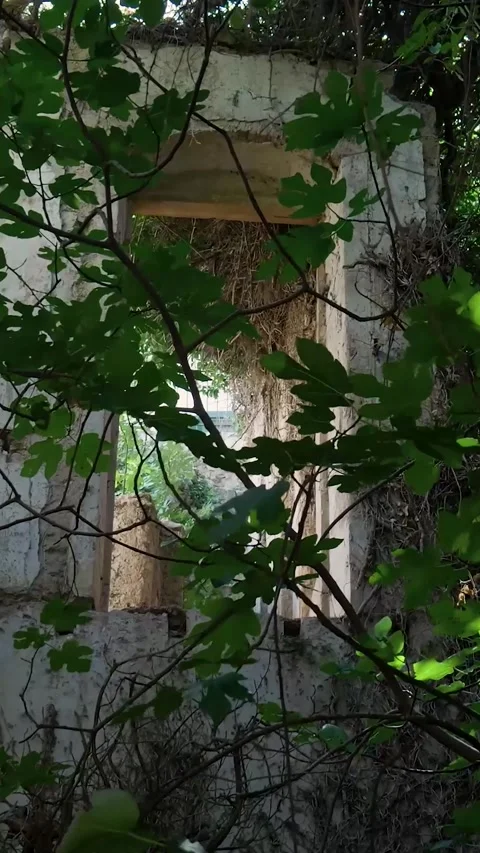 Camera moving through leaves revealing old building Video stock 294963917