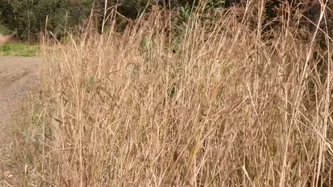 Camera moving through the long grass sunny windy day Stock Footage 211003775