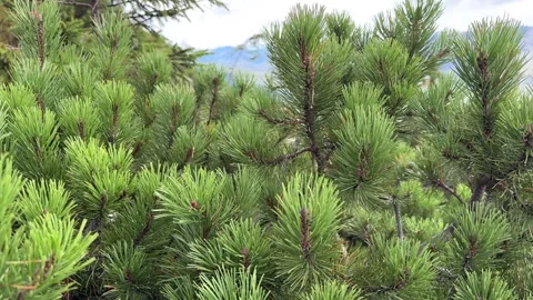 Camera moving through lush green pine tree branches Stock Footage 281971997