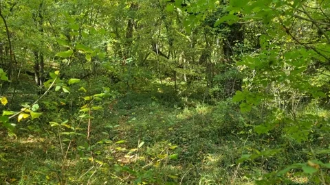 Camera moving through lush green forest with sunlight and leaves Stock Footage 320387223