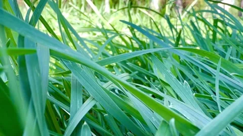 Camera moving through lush green grass in summer nature in 4K Stock Footage 343376637