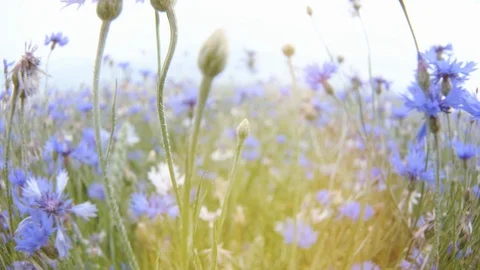 Camera moving through Meadow knapweed wildflowers in the summer field without Video stock 102992932