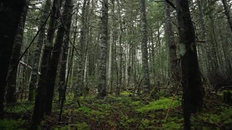 Camera Moving Through Misty Evergreen Forest, 4K Stock Footage 258391481
